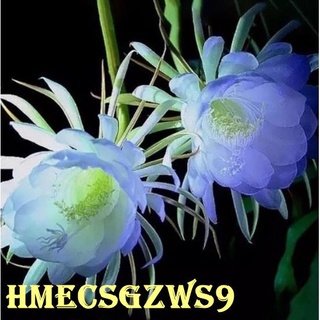 hạt giống hoa quỳnh 20h