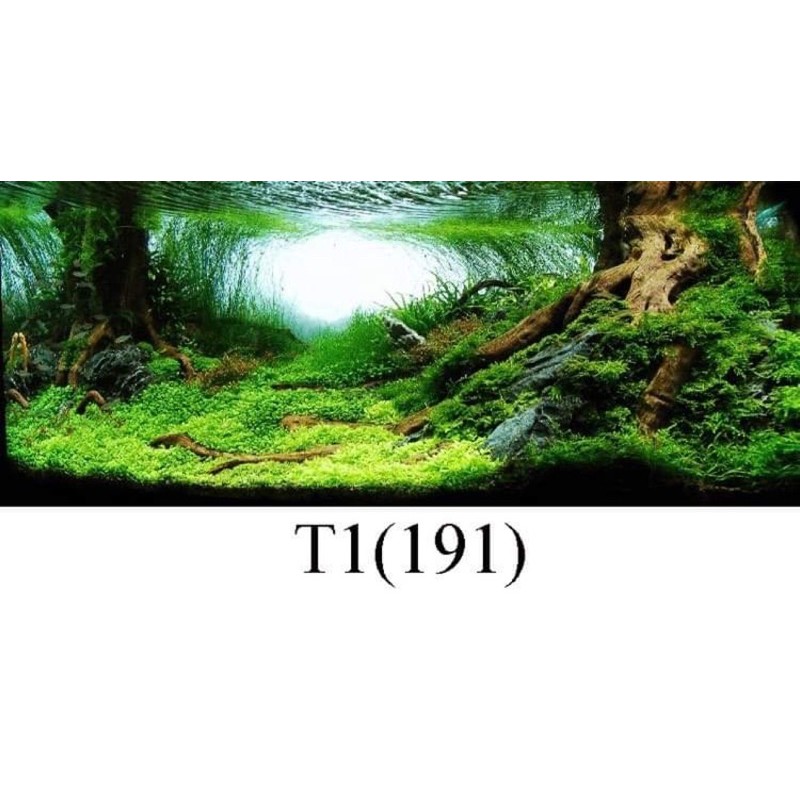 Tranh 3D dán bể cá