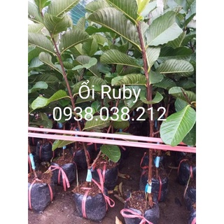 CÂY ỔI RUBY RUỘT ĐỎ KHÔNG HẠT