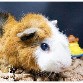 Gỗ nén vệ sinh lót chuồng cho hamster, sóc, thỏ, bọ ú, nhím, thú cưng