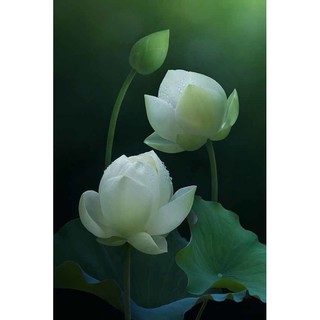 Tranh dán tường 3D Tranh Hoa Sen Trắng kt80x120