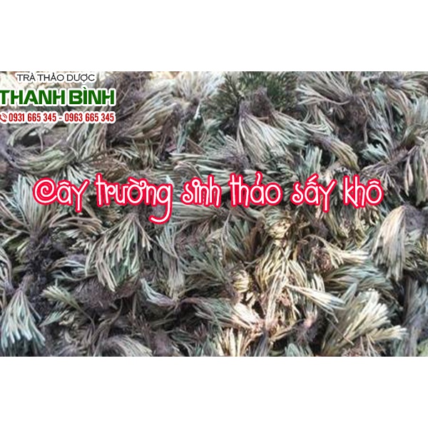 Cây Trường Sinh Thảo Hàng 1Kg