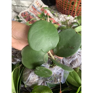 Cây giống cẩm cù lá tim