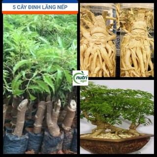 Combo 5 Cây Đinh Lăng Nếp Trồng Chậu Trang Trí Sân Vườn, Bonsai, Dược Liệu