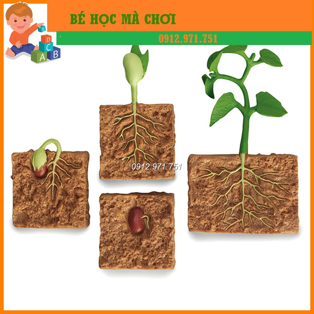 Mô hình Vòng đời phát triển của cây đậu - Life cycle of bean