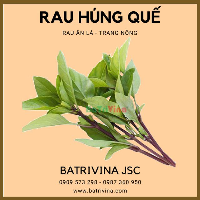 Gói 1gr hạt giống rau thơm húng quế việt nam giống Trang nông