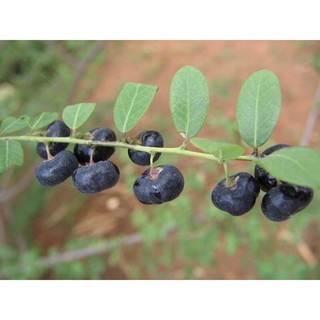 10 Hạt giống cây Phèn Đen thảo dược Organic