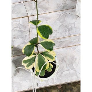 Cẩm Cù lá tim vaf (tặng kèm phân bón)