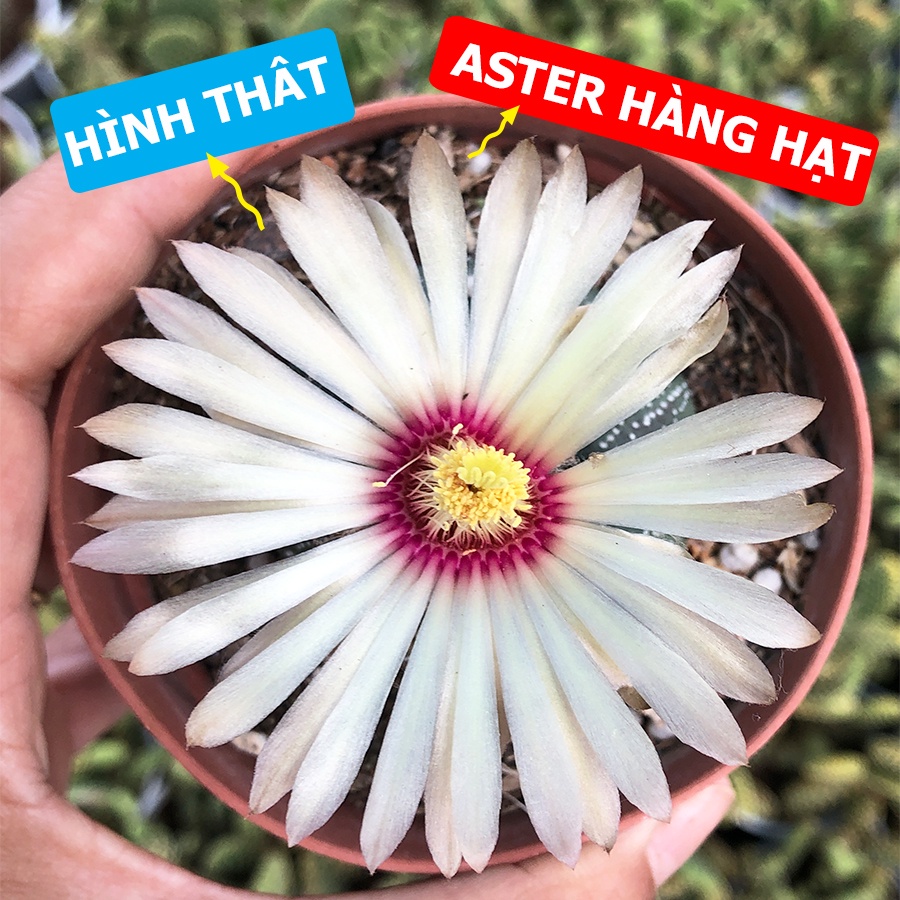 Xương Rồng ASTER Hàng Hạt, Size Chậu 5.5 cm, 1 đổi 1 (Xương Rồng Nhật Tân)