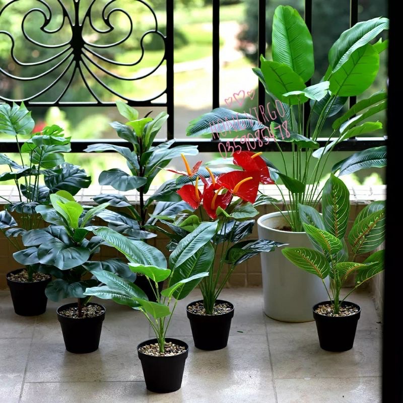 Cây chuối singgapo giả cảnh 80cm ,18 lá