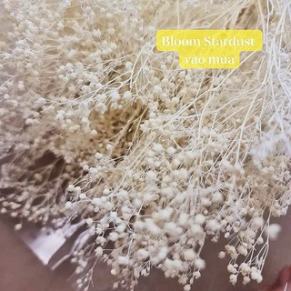 HOA KHÔ BABY BLOOM  Ý