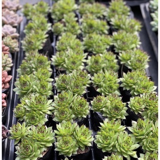 Sen đá phật bà size bầu 3-5 cm xuất vườn đà Lạt đã thuần khí hậu