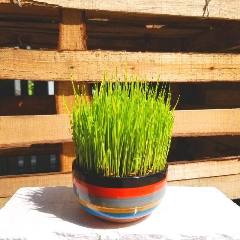 Cây lúa non tặng kèm chậu sứ kiểu cao cấp size 12x6