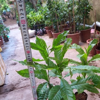 Combo cây giống vú sữa 1 m hoa tường vi huyết Long