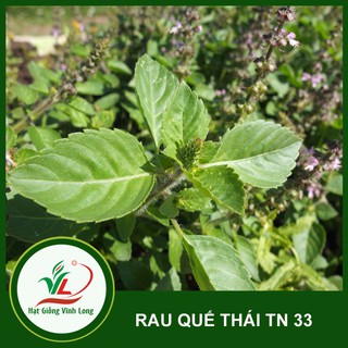 Hạt giống Rau quế Thái - Sakon TN 33