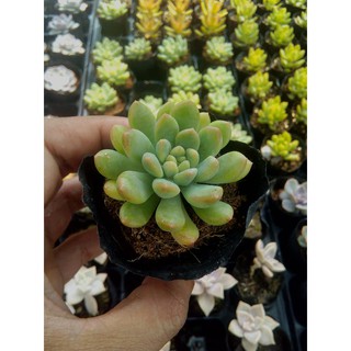 sen đá thược dược