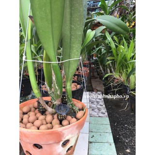 Set 100 cái giỏ đựng phân tan chậm