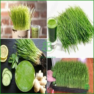 Hạt Giống Cỏ Lúa Mì , Dễ Trồng Quanh Năm, Nảy Mầm Tốt, Dinh Dưỡng Cao Phú Nông - Gói 100G