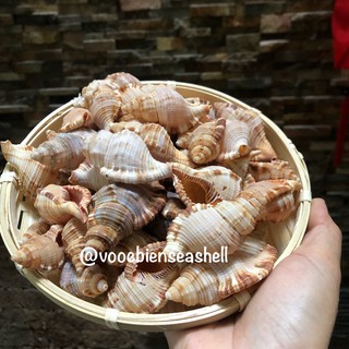 Vỏ ốc biển, vỏ ốc két lông