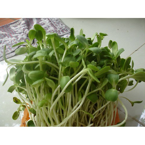 Bán buôn Hạt giống rau mầm Đậu HÀ LAN (GÓI 0,5KG) bao đẹp