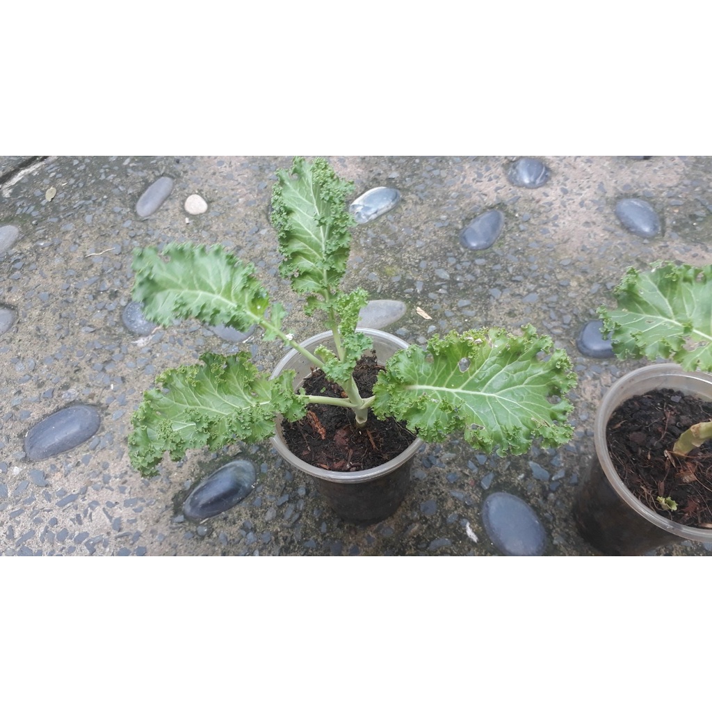 Alo shop ship không gãy-Cây Kale Xoăn XANH 7-15CM, NHIỀU LÁ Ship 30 phut tặngdịch rùn. KHOQ11,7,9,THỦĐỨC,PHÚNHUẬN