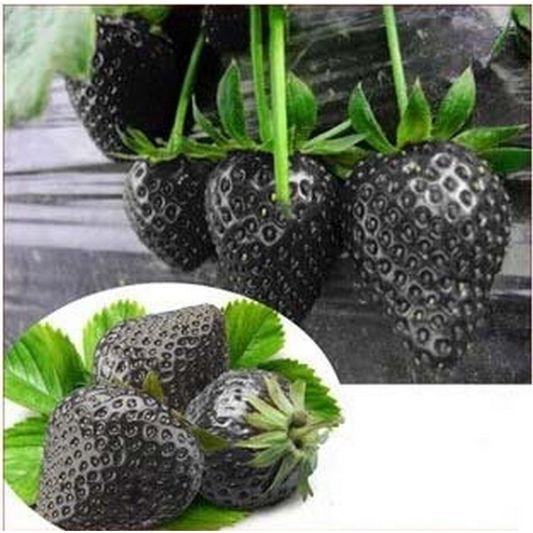 100 Hạt giống Dâu tây Đen Chịu Nhiệt