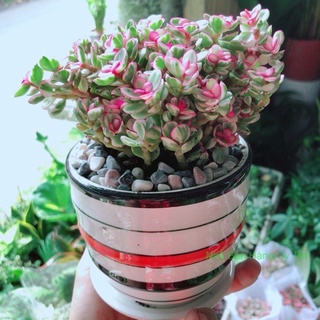 Chậu đô la hồng