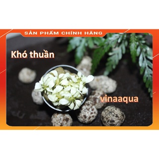 Cây thủy sinh bucep white bán cạn 1 chậu Vinaaqua_cây thủy sinh bám giá thể cho hồ thủy sinh_bể thủy sinh.