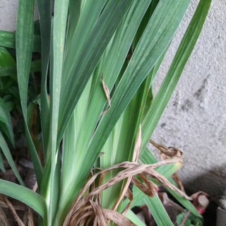 cây rẻ quạt