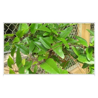 Cây giống sương sâm trơn