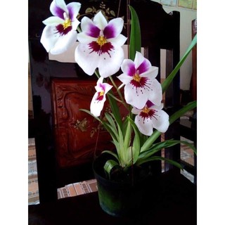 🍀BAO CHẤT🍀Hoa Lan Vũ Nữ (combo 10 cây đủ màu)
