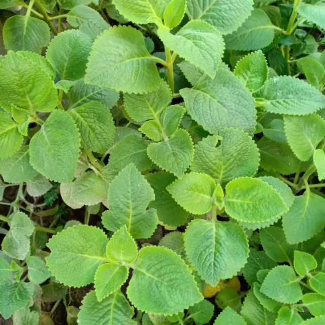5 cây húng chanh và 1 lạng lá (Chỉ giao miền bắc)