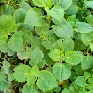 5 cây húng chanh và 1 lạng lá (Chỉ giao miền bắc)