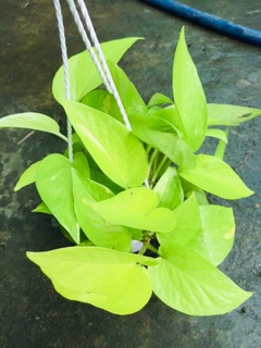 TRẦU BÀ THÁI VÀNG