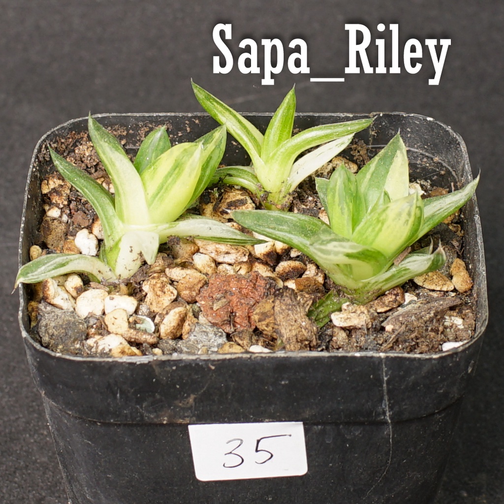1 cây sen đá guốc var (cây con) - Haworthia Cymbiformis Variegata