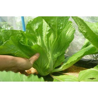 Hạt giống cải bẹ dưa cao sản