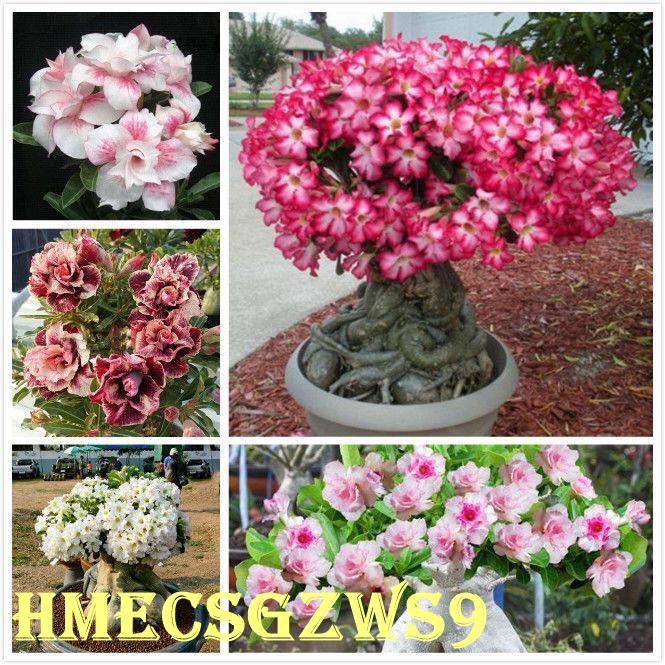 hạt giống hoa hồng sa mạc hạt giống hoa sứ thái 20h