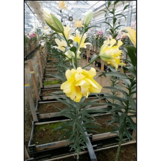 củ hoa ly kép vàng