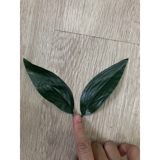 Lá hoa hồng, Lá Lyly.