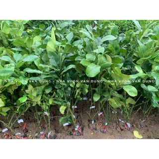Cây giống bưởi da xanh, bưởi diễn, bưởi đỏ, bưởi năm roi, bưởi hoàng, bưởi tân lạc (cây giống tại vườn)