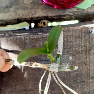 Thanh lý ki lan phi điệp tím