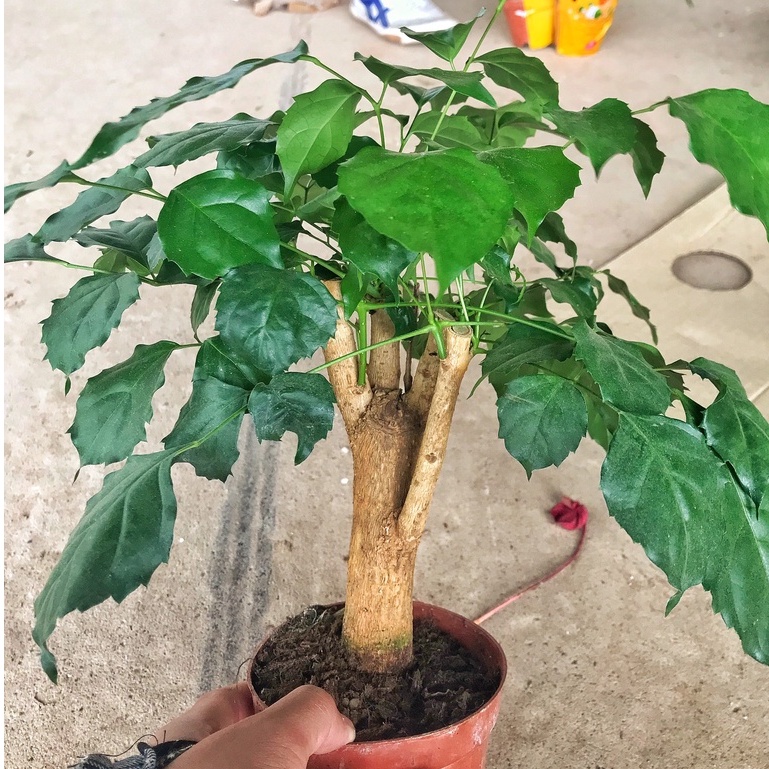 Cây hạnh phúc phong thủy chiều cao 30-35cm cây tán to đẹp dễ chăm sóc, thích hợp trang trí nội thất.