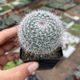 XƯƠNG RỒNG BÁNH SINH NHẬT 5CM