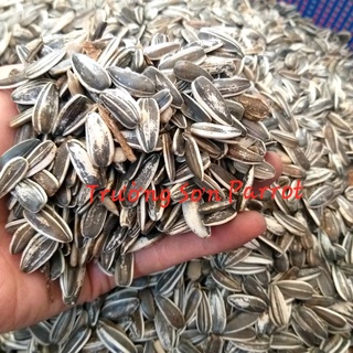  HẠT HƯỚNG DƯƠNG TƯƠI SIZE TRUNG gói 500g cho chim vẹt sóc hamster.... 