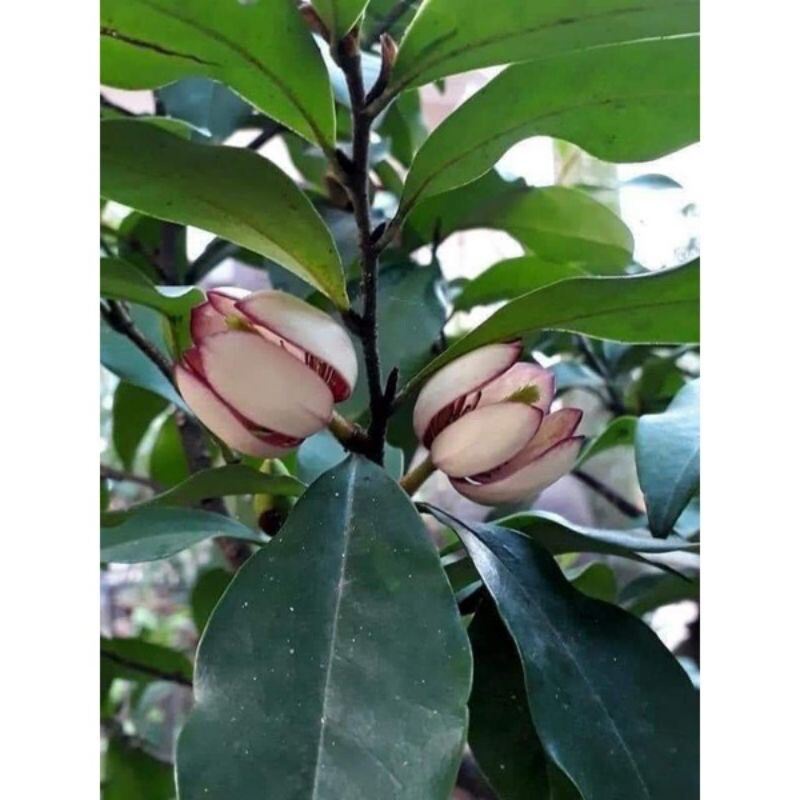 Hoa Lan tiêu thơm nức mũi