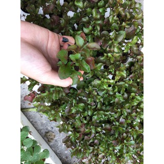 Combo 10 cây giống rau dền Nhật - Cải Xoong Nhật - giống rau bổ dưỡng cực dễ trồng - Trang Flower