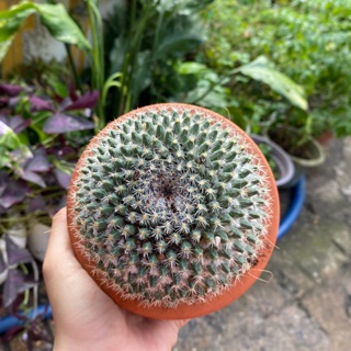 XƯƠNG RỒNG BÁNH SINH NHẬT LỚN TẶNG CHẬU - CÂY ĐỂ BÀN ĐẸP