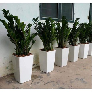 Chậu vuông cao trắng trơn đk 24cm cao 40cm