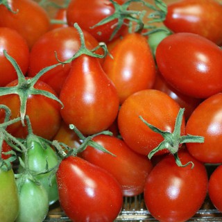Hạt Giống Cà Chua Bi Hồ Lô