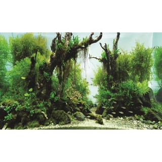 Tranh phông nền dán hồ cá Aqua_001 KT 120 x 60 cm